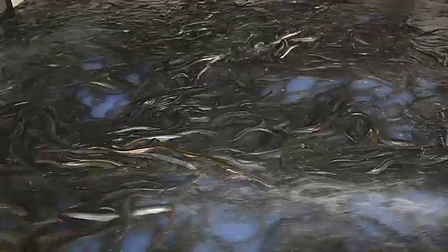 鳗鱼等淡水鱼养殖视频下载