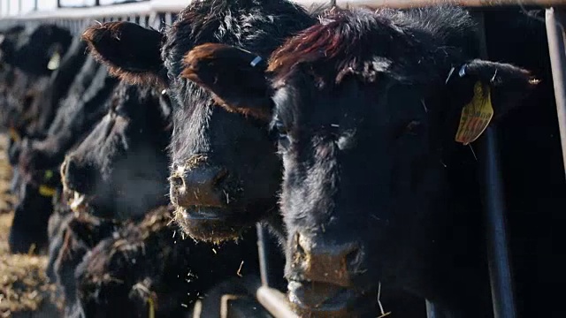 一头牛正在吃东西，一边看着摄像机，一边让蒸汽从鼻子里流出来视频素材