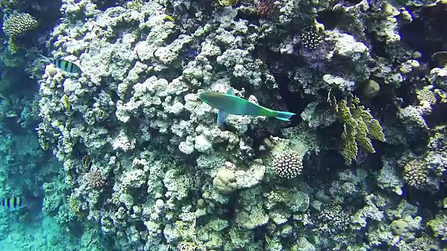 红海水下珊瑚礁上五颜六色的热带鱼视频素材