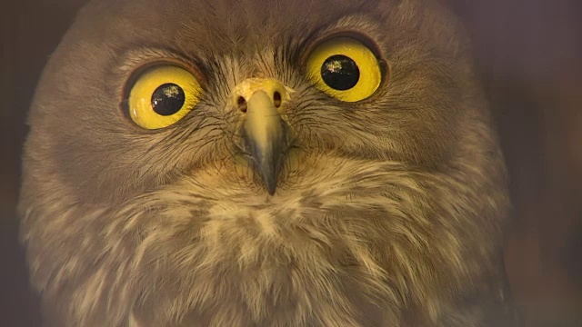 大眼睛吠叫的猫头鹰视频下载