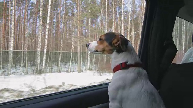 狗把头探出车窗视频素材