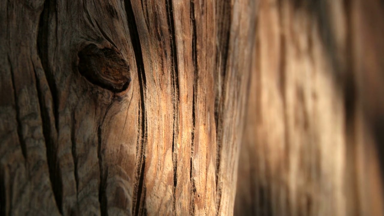 一棵老树的树皮与阳光和阴影的游戏视频下载