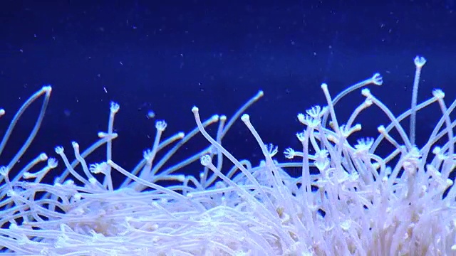 水族馆里美丽的移动海洋植物。视频下载