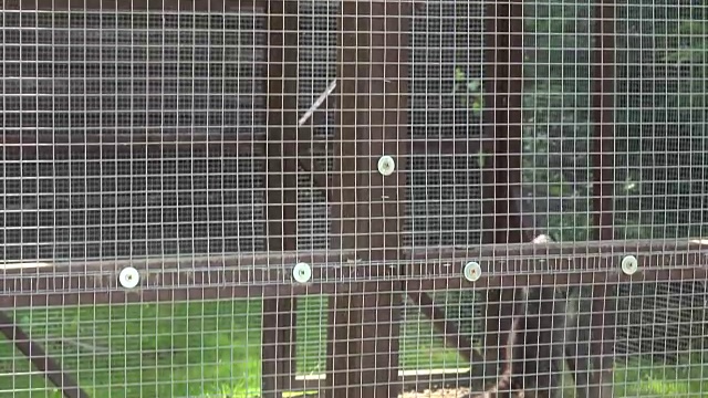 动物园笼子里的一对浣熊视频素材