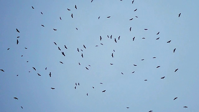 鸟在蓝天上飞翔的慢镜头视频素材