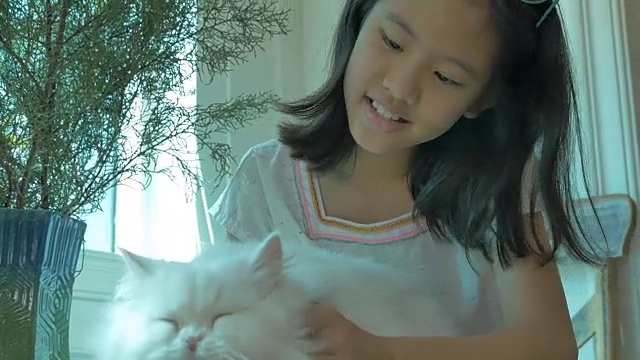 可爱的亚洲女孩和她的波斯猫玩视频素材
