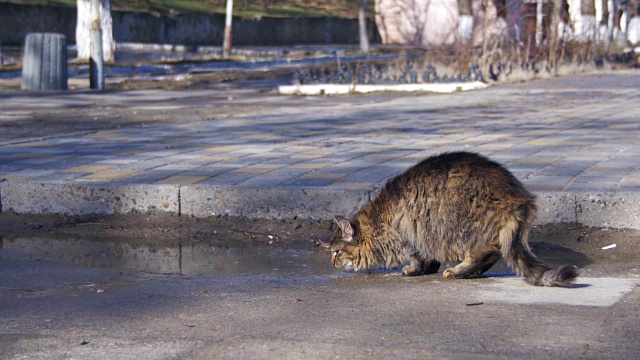 初春的时候，灰猫在街上的水坑里喝水视频素材