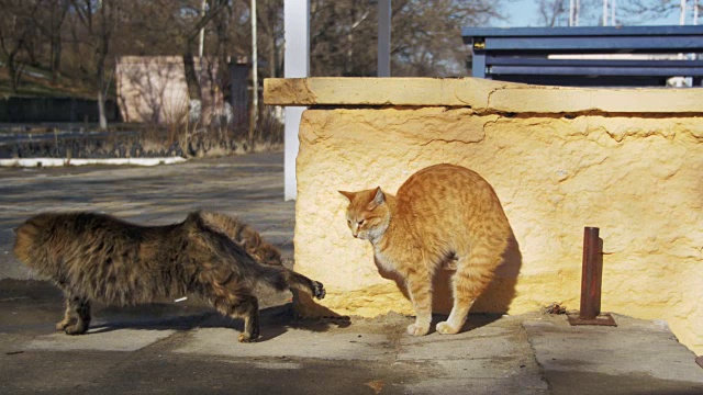 早春街上两只灰色和红色的流浪猫视频素材