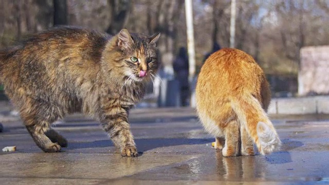 早春，流浪猫在街上吃东西视频素材