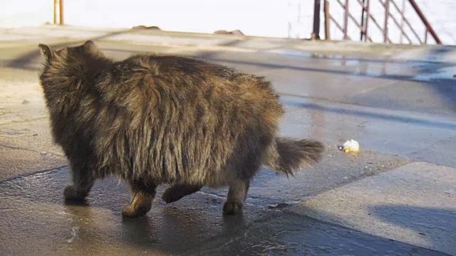 早春街头流浪的灰猫视频素材