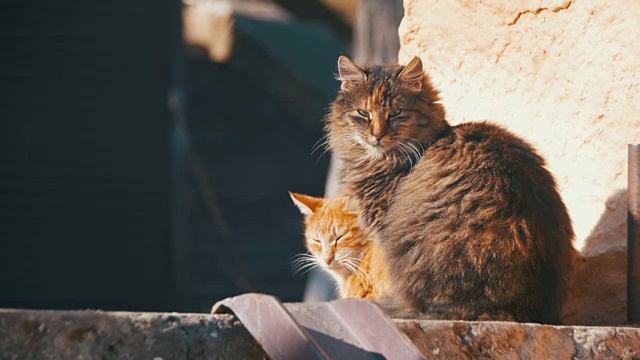早春街上两只灰色和红色的流浪猫。慢动作视频素材