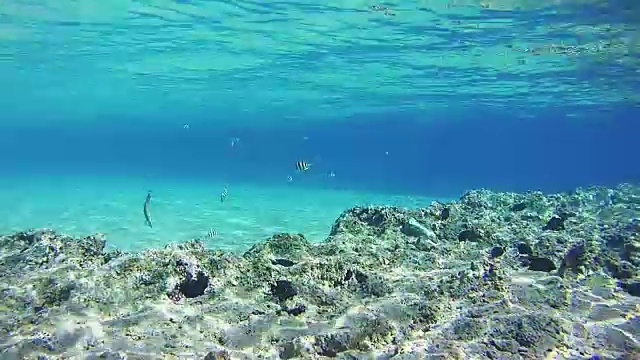 红海水下珊瑚礁上五颜六色的热带鱼视频素材