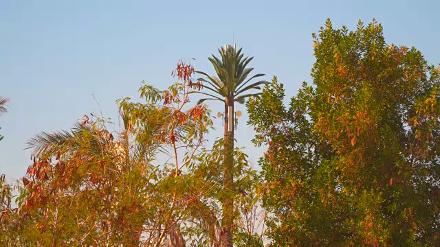 一种棕榈树形状的移动通信天线。视频下载