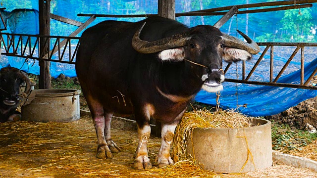 白水牛在马厩里吃干草和稻草视频下载