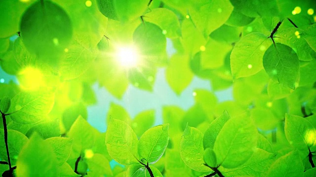 美丽的绿叶在阳光下熠熠生辉视频下载