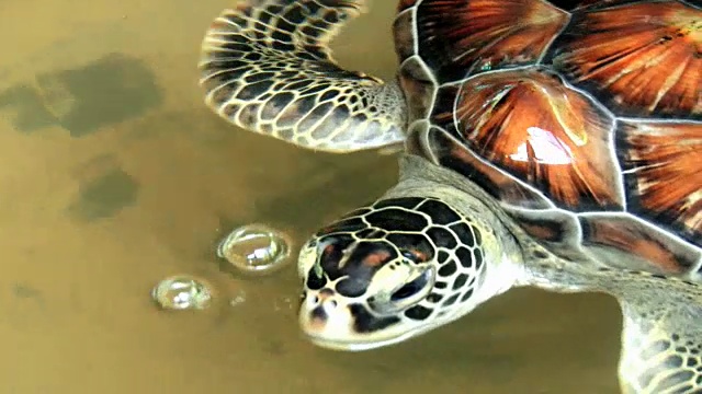 海龟在斯里兰卡的一个池塘里游泳。视频下载