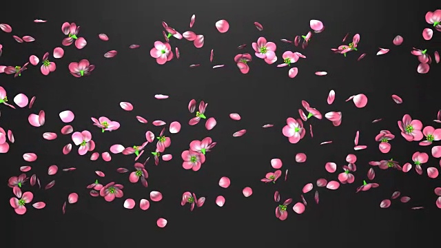 樱花在黑色的背景视频下载
