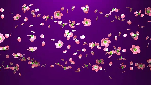 樱花在紫色的背景视频下载