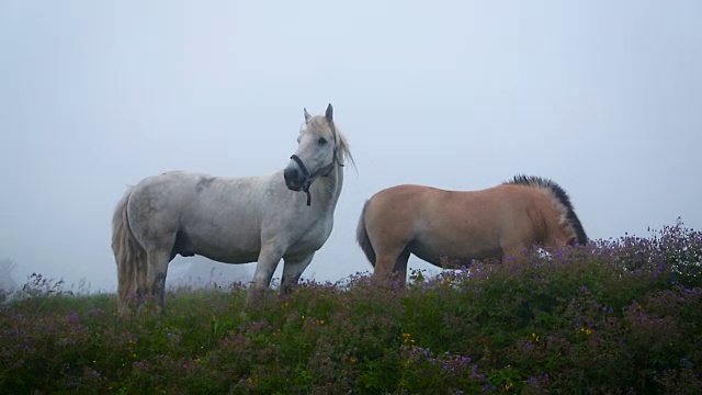 两匹马在长满鲜花的草地上吃草视频素材