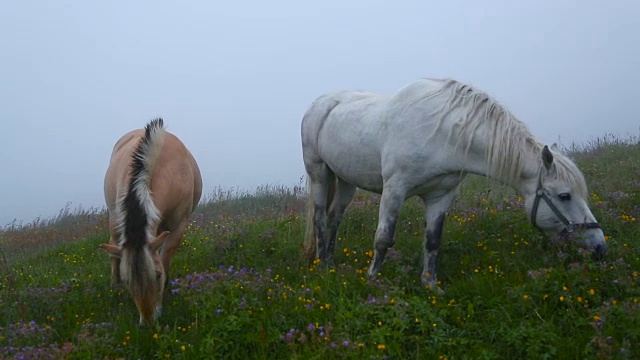 两匹马在长满鲜花的草地上吃草视频素材