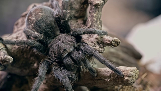 软木树皮上的蜘蛛视频素材