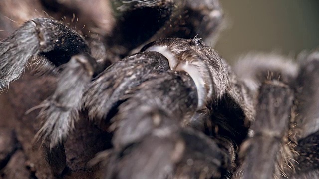 毛茸茸的狼蛛的腿在宏观视频素材