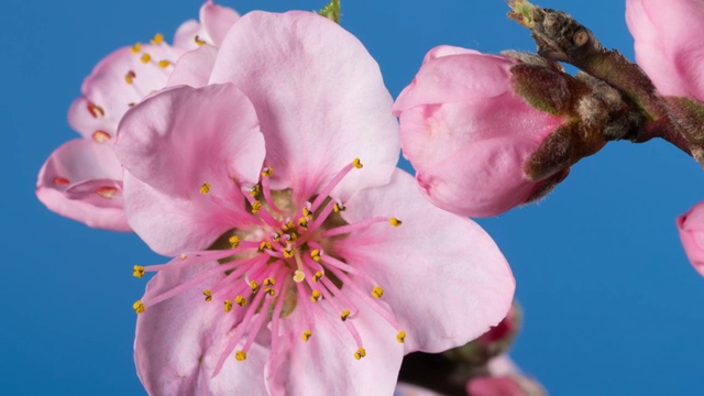 桃树开花的树枝视频下载