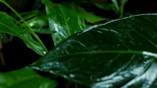 热带森林里的绿叶视频素材