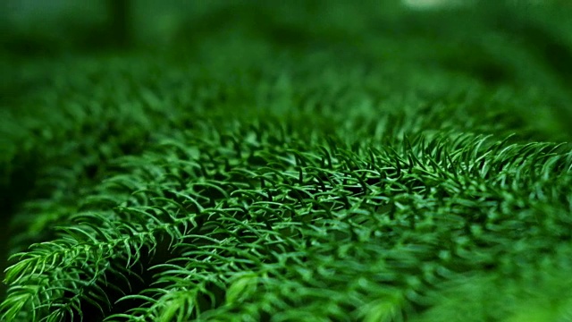 热带森林里的绿叶视频素材