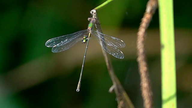 蜻蜓和绿虫视频下载