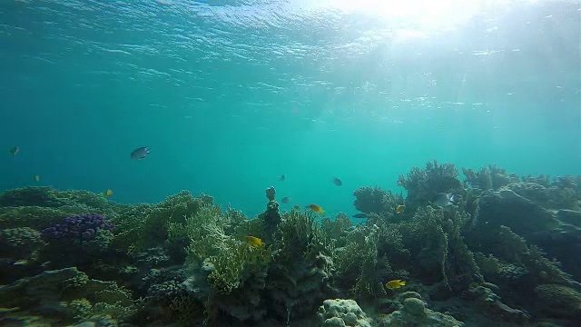 动物，生物多样性，蓝色，蓝色背景，彩色的，珊瑚礁，人群，潜水，彩色的，珊瑚，深，深，埃及，印度尼西亚，马尔代夫，潜水，红海，鱼，鱼，组，景观，海洋，自然，海洋，水肺潜水，红色，珊瑚礁，水肺，海洋，海洋生命视频下载