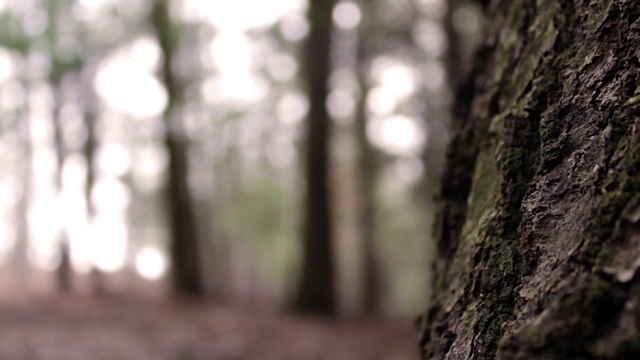在阳光明媚的宾夕法尼亚州森林的树皮的特写视频下载
