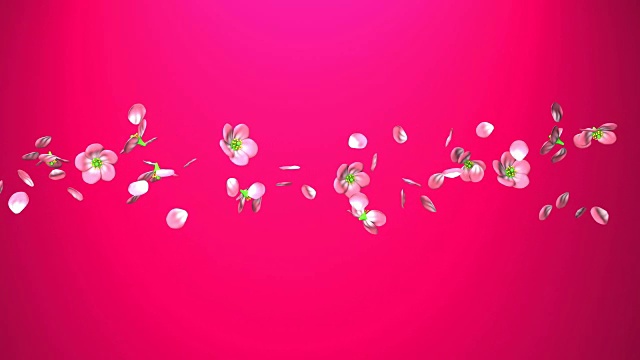 樱花在粉红色的背景视频下载