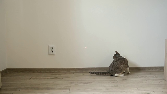 猫在玩激光笔视频下载