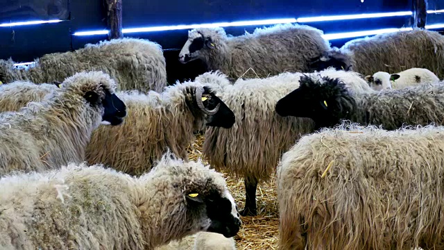 农场动物上的绵羊和羊羔视频下载