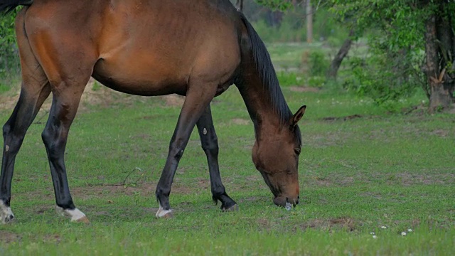 棕色的马在绿色的草地上吃草视频素材
