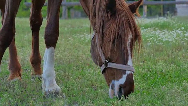 特写-棕色的马在草地上吃草视频素材