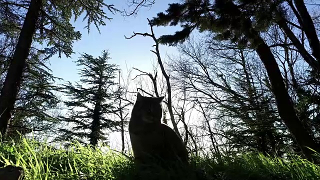 野猫在森林里迎着太阳视频素材