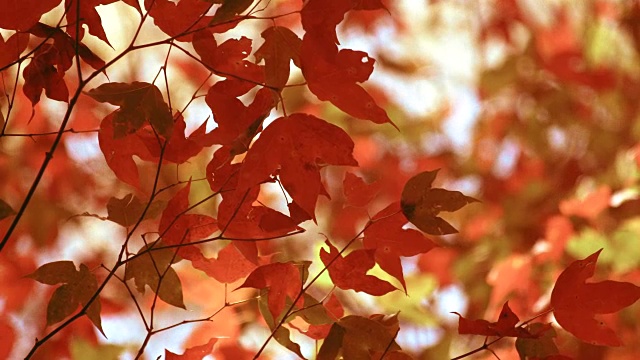 美丽的秋色的枫叶，在秋风中微微摇曳。视频下载