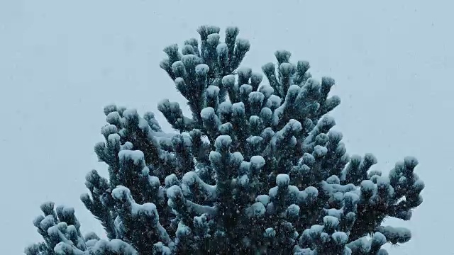 浓密的松树在大雪视频素材