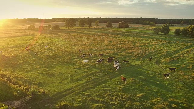 航拍的奶牛在美丽的草地上吃草。这是温暖和阳光明媚的一天。视频素材