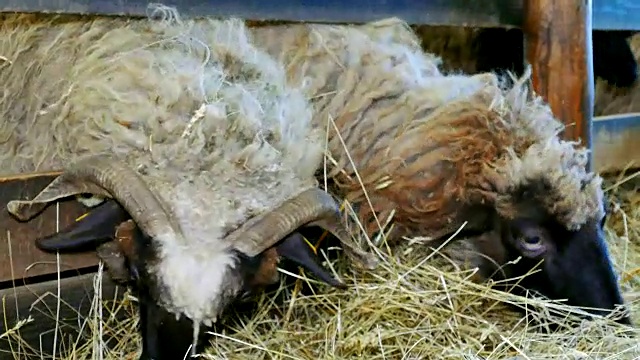 农场动物上的绵羊和羊羔视频下载