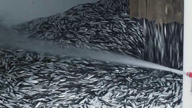 渔民在商业渔船上冲洗捕获的鱼视频素材