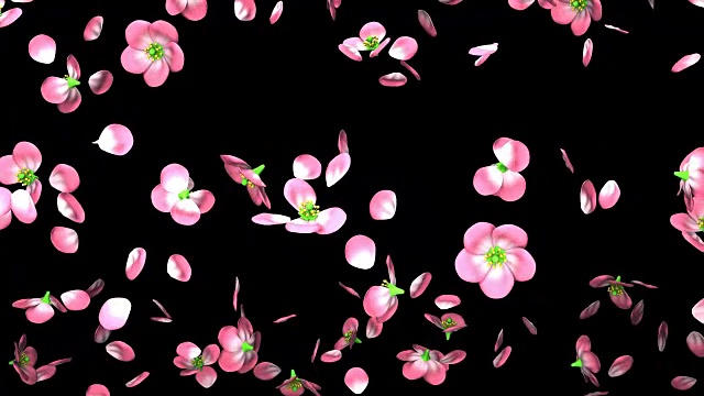 樱花在黑色的背景视频下载
