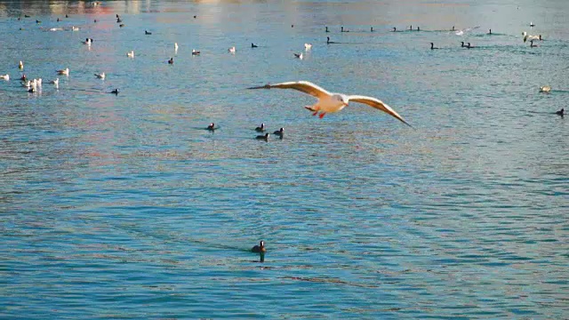海鸥在水面上飞翔视频素材