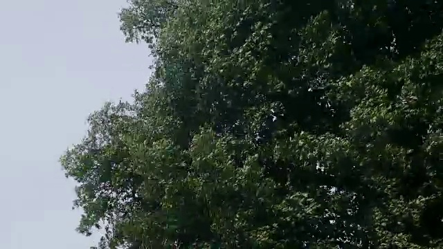 大树在风中摇动视频素材