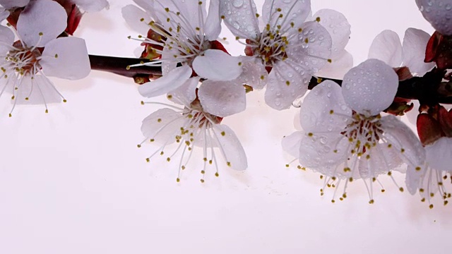 白色背景上的杏花，旋转视频下载