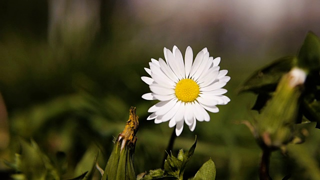 美丽的雏菊花。视频素材