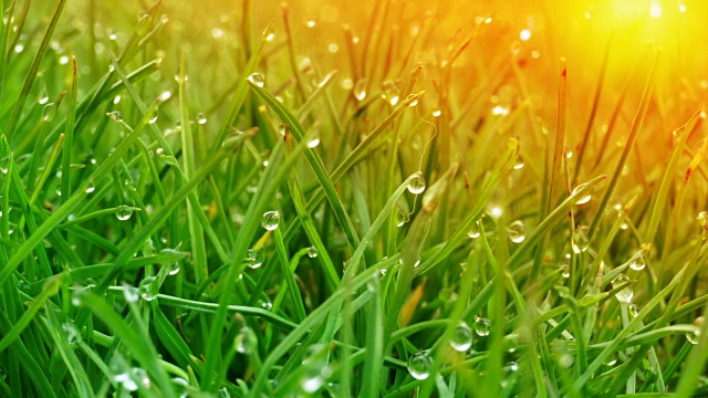 露珠在明亮的绿色草地上闪耀着太阳的光芒视频素材