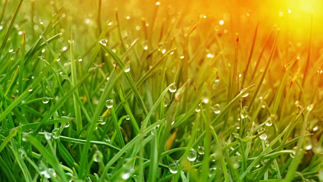 露珠在明亮的绿色草地上闪耀着太阳的光芒视频素材